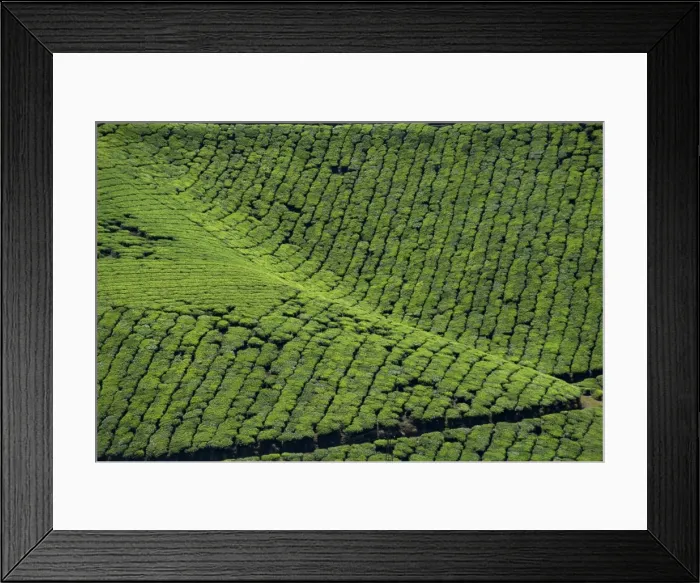 Framed Print : Tea country Framed Print : Tea country