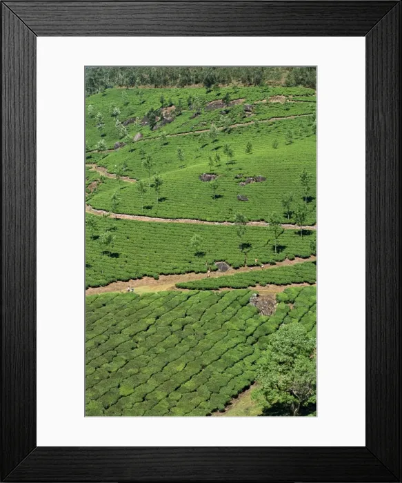Framed Print : Aerial view of green landscape of tea gardens Framed Print : Aerial view of green landscape of tea gardens