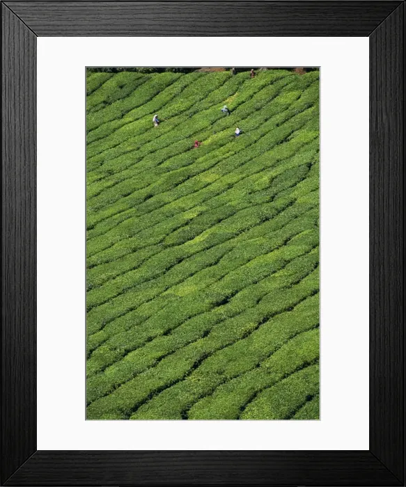 Framed Print : Aerial view of rows of tea bushes in tea gardens Framed Print : Aerial view of rows of tea bushes in tea gardens