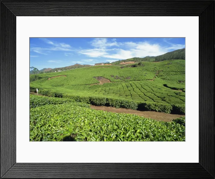 Framed Print : Tea country Framed Print : Tea country