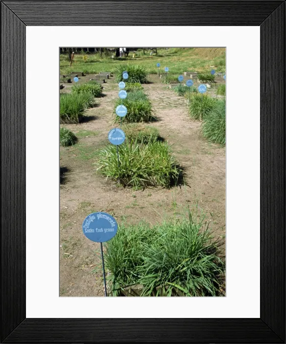 Framed Print : An agricultural research station near Munnar Framed Print : An agricultural research station near Munnar