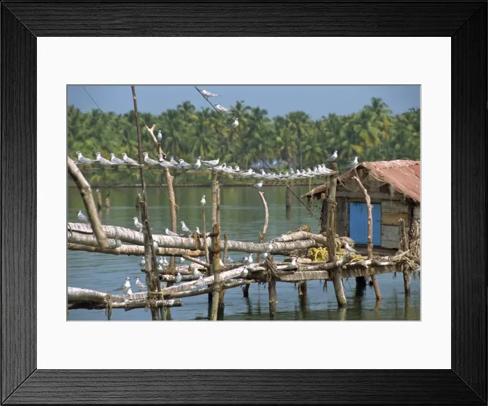 Framed Print : Birds on wooden jetty Framed Print : Birds on wooden jetty