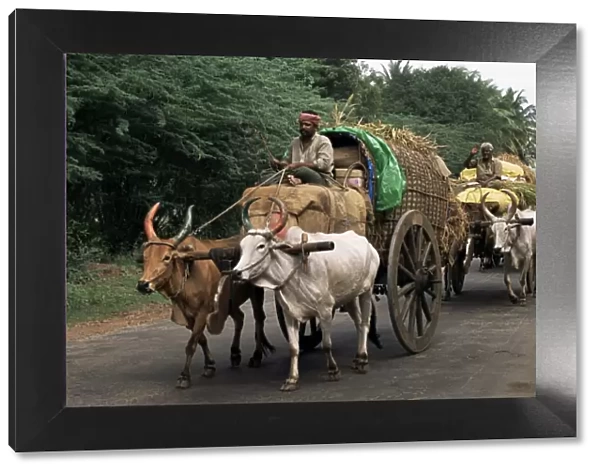 Bullock carts are the main means of transport for local residents