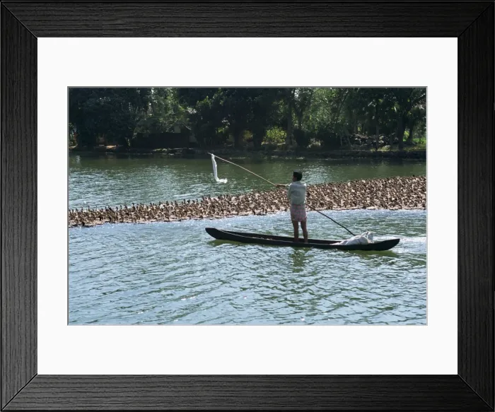 Framed Print : Man in a boat herds ducks from the water onto the rice Framed Print : Man in a boat herds ducks from the water onto the rice
