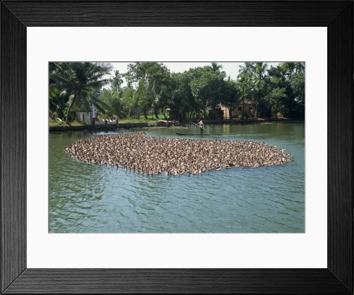 Framed Print : Typical backwater scene of ducks herded onto rice fields Framed Print : Typical backwater scene of ducks herded onto rice fields