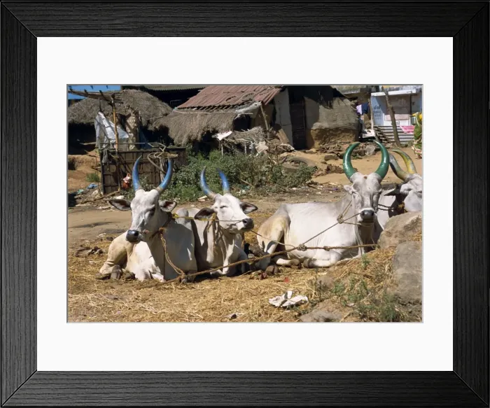 Framed Print : Cows with painted horns
