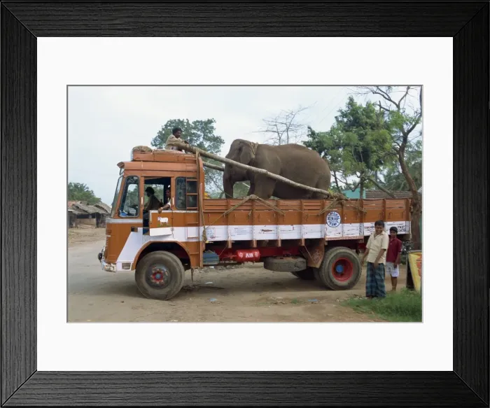 Framed Print : Transporting elephant to temple festival Framed Print : Transporting elephant to temple festival