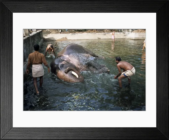 Framed Print : Punnathur Kotta Elephant Fort housing 50 elephants Framed Print : Punnathur Kotta Elephant Fort housing 50 elephants