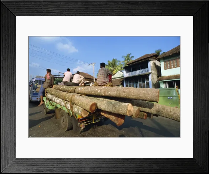 Framed Print : Transporting coconut trees to saw mill Framed Print : Transporting coconut trees to saw mill