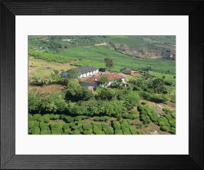 Framed Print : Tea country Framed Print : Tea country