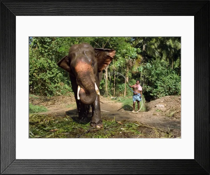 Framed Print : Hosing down elephant