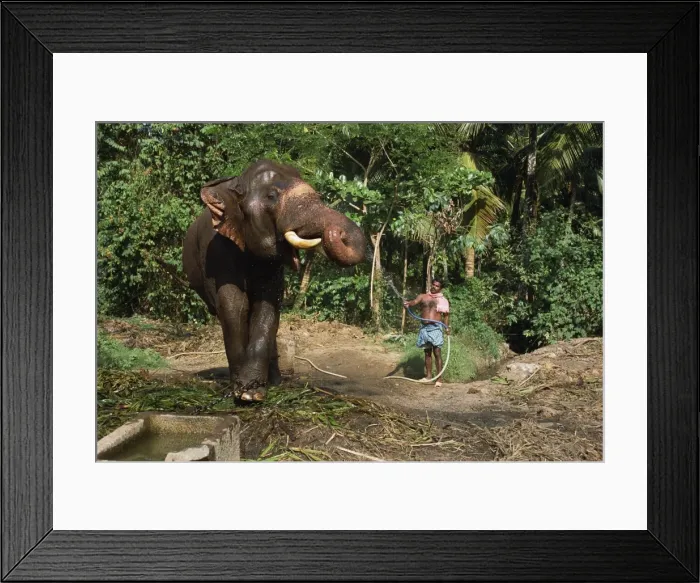 Framed Print : A mahoot with a single elephant Framed Print : A mahoot with a single elephant