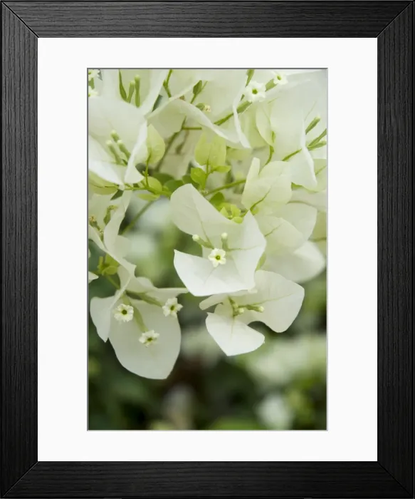 Framed Print : Flowers, Goa Framed Print : Flowers, Goa