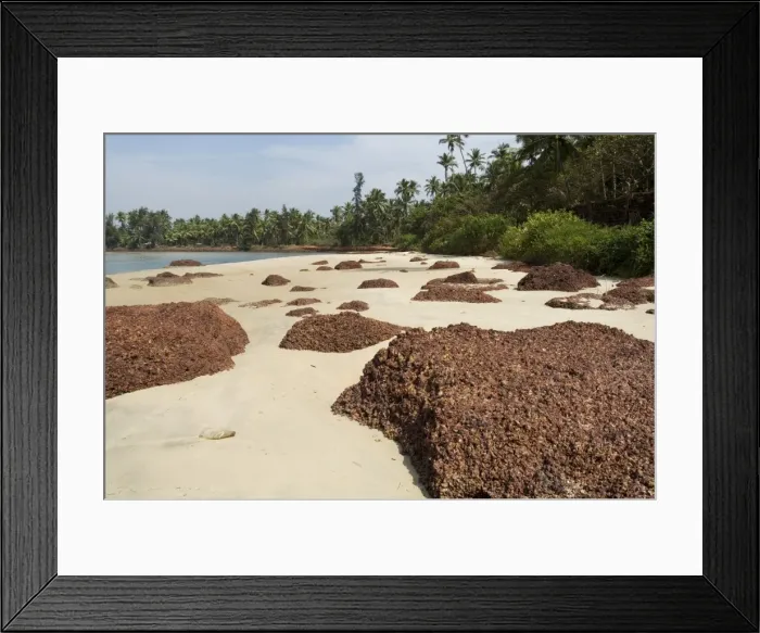 Framed Print : Beach near Goa in Maharashtra state Framed Print : Beach near Goa in Maharashtra state