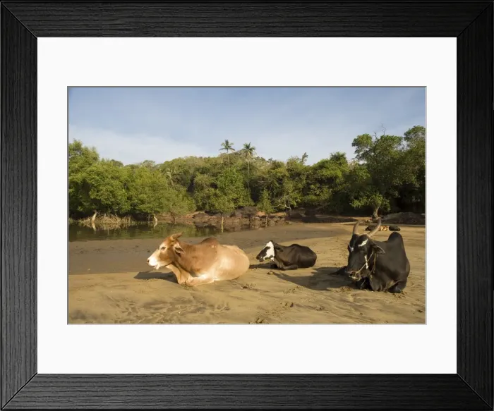 Framed Print : Cows on the bank of the Tiracol River Framed Print : Cows on the bank of the Tiracol River