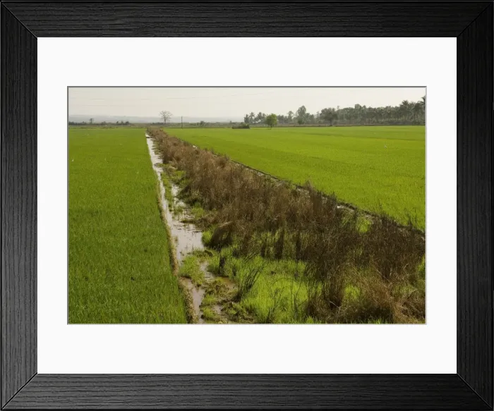 Framed Print : Typical agriculture Framed Print : Typical agriculture