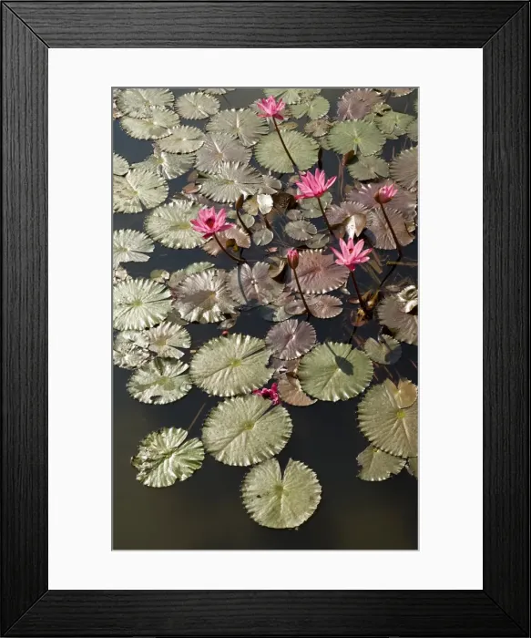 Framed Print : Water lilies Goa Framed Print : Water lilies Goa