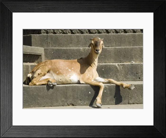 Framed Print : Goat on the ghats below Ahilya Fort Framed Print : Goat on the ghats below Ahilya Fort