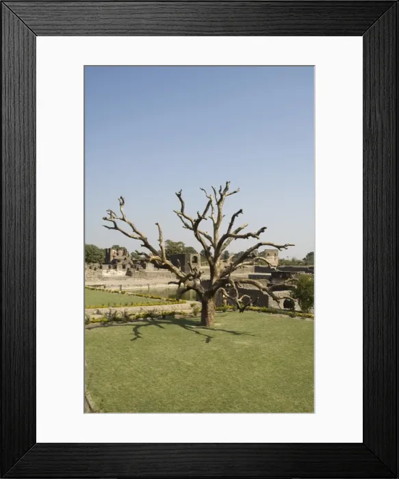 Framed Print : Tree in the Royal Enclave Framed Print : Tree in the Royal Enclave