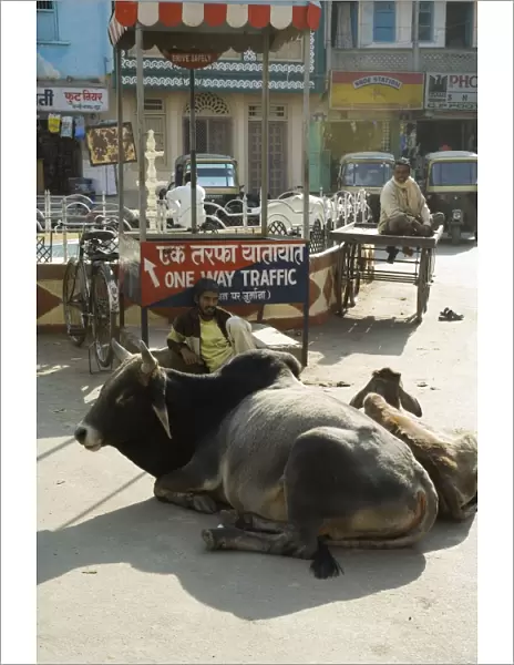 Holy cows on streets of Dungarpur