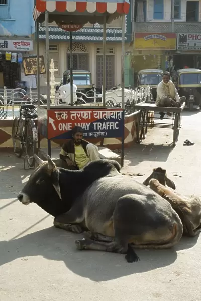 Holy cows on streets of Dungarpur