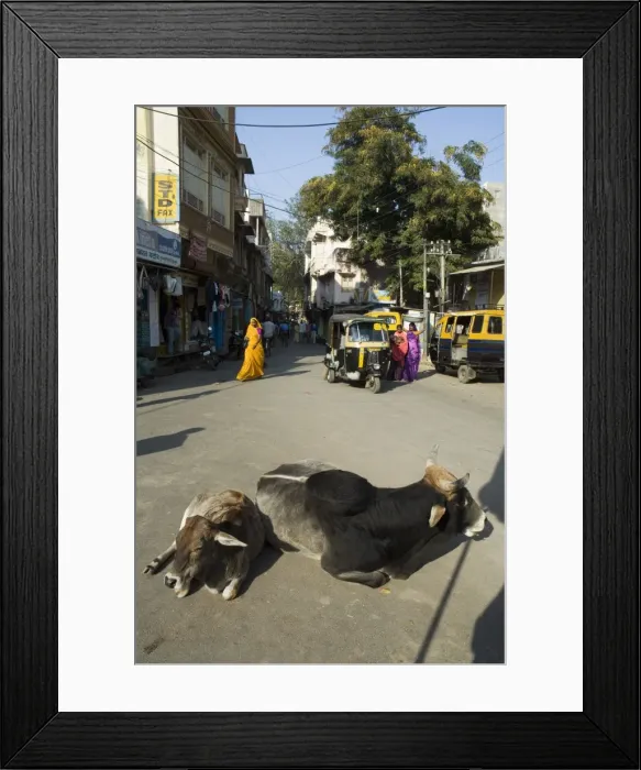 Framed Print : Holy cows on streets of Dungarpur Framed Print : Holy cows on streets of Dungarpur
