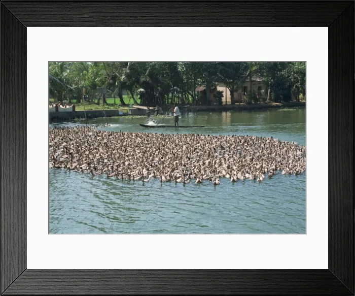 Framed Print : Ducks being herded on a backwater Framed Print : Ducks being herded on a backwater