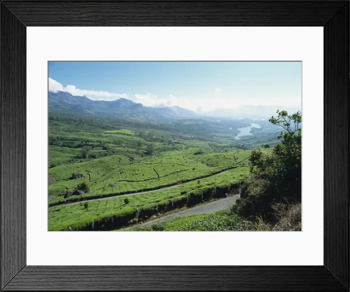 Framed Print : Tea estate near Munnar Framed Print : Tea estate near Munnar