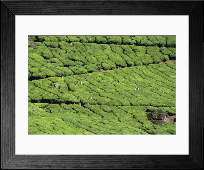 Framed Print : Tea estate near Munnar Framed Print : Tea estate near Munnar