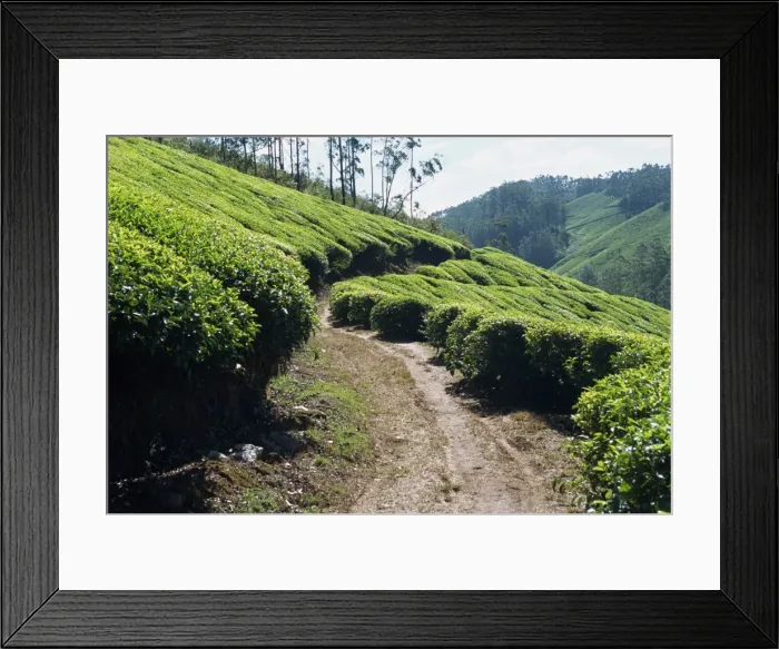 Framed Print : Tea estate near Munnar Framed Print : Tea estate near Munnar