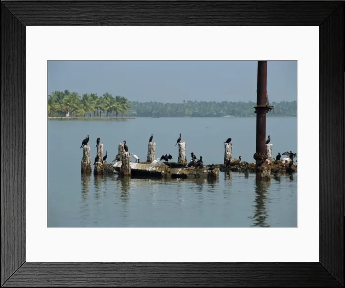 Framed Print : Cormorants Framed Print : Cormorants