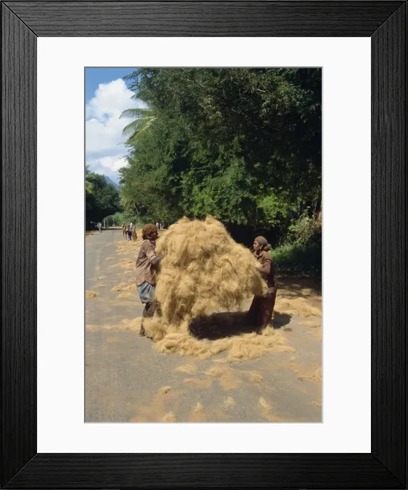 Framed Print : Loading coir fibre Framed Print : Loading coir fibre