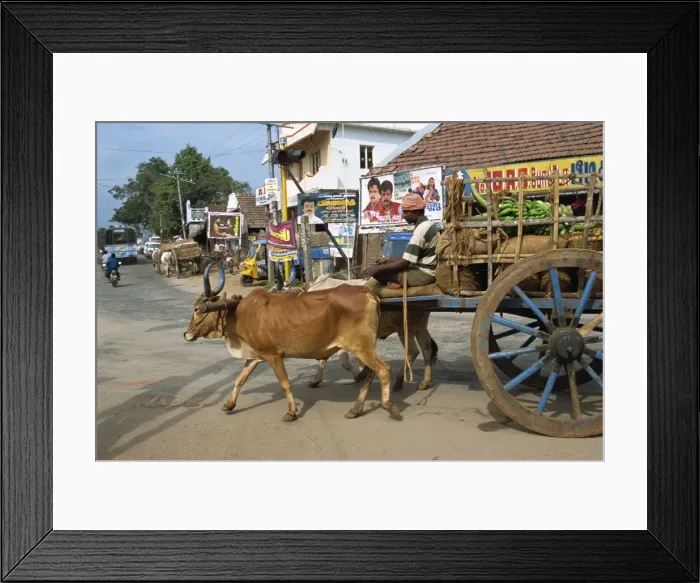Framed Print : Bullock cart