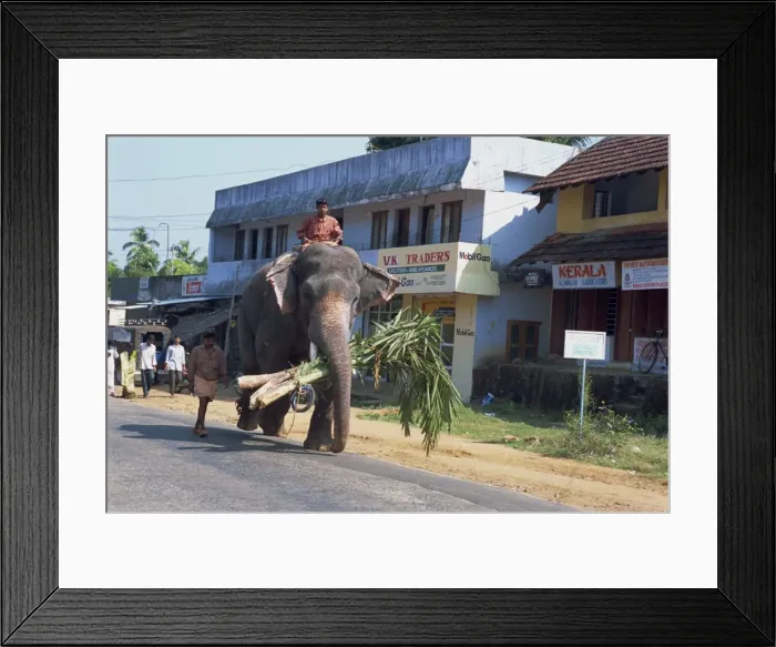 Framed Print : Elephant walking down the road Framed Print : Elephant walking down the road