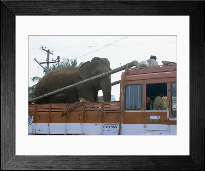 Framed Print : Elephant riding in back of truck Framed Print : Elephant riding in back of truck