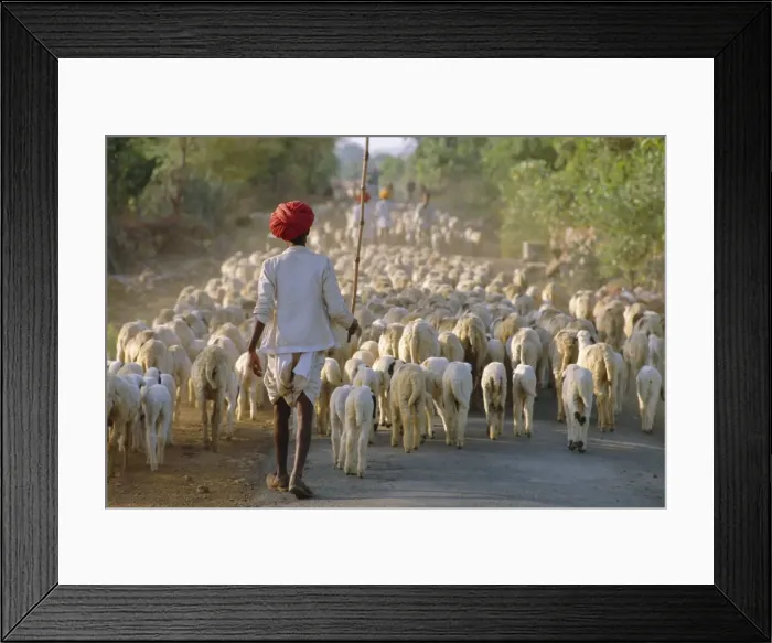 Framed Print : Shepherd and flock of sheep Framed Print : Shepherd and flock of sheep