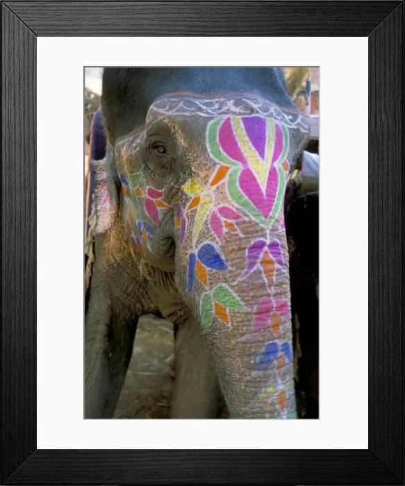 Framed Print : Decorated elephant at the Amber fort Framed Print : Decorated elephant at the Amber fort
