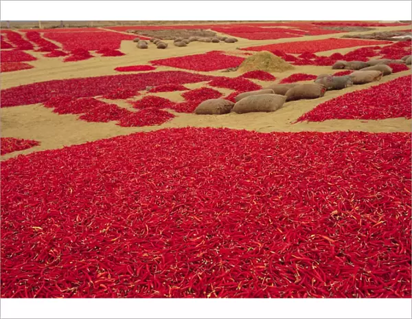 Picked red chilli peppers laid out to dry