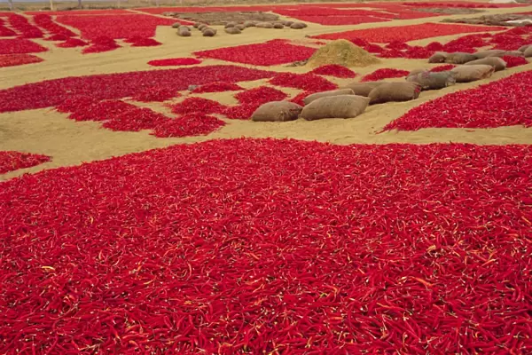 Picked red chilli peppers laid out to dry