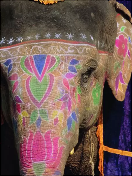 Decorated elephant