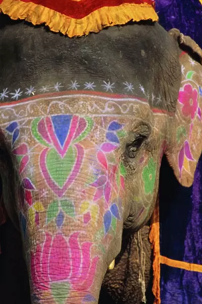 Decorated elephant