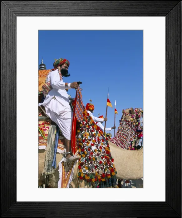 Framed Print : Camel adorned with colourful tassel and bridles Framed Print : Camel adorned with colourful tassel and bridles