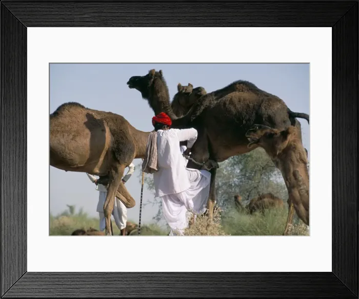 Framed Print : Camel man and his camels Framed Print : Camel man and his camels