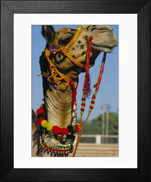 Framed Print : Camel adorned with colourful tassels Framed Print : Camel adorned with colourful tassels