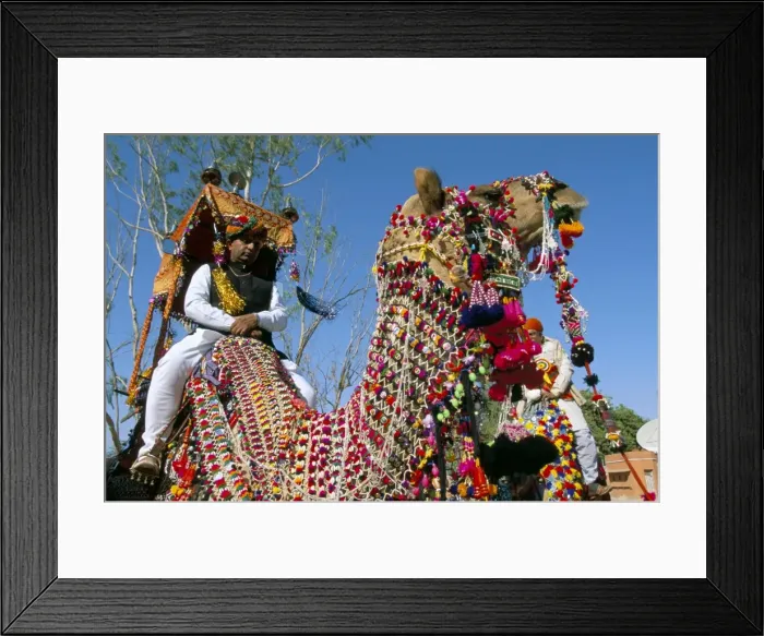 Framed Print : Camels adorned with colourful tassels and bridles Framed Print : Camels adorned with colourful tassels and bridles