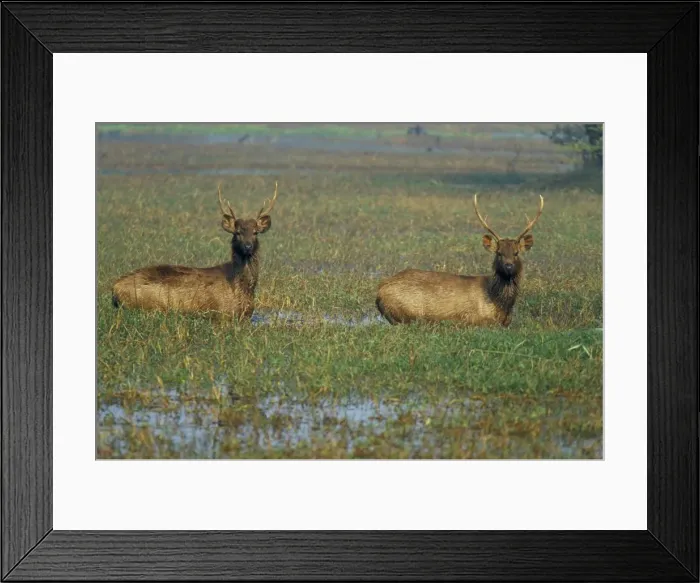 Framed Print : Indian sambar deers in pond Framed Print : Indian sambar deers in pond