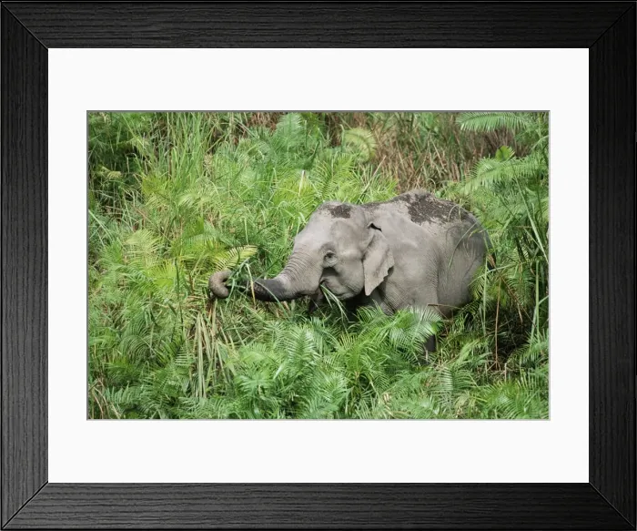 Framed Print : WildAsian elephant Framed Print : WildAsian elephant
