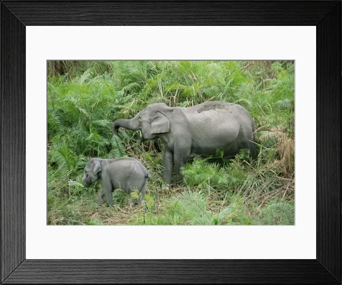 Framed Print : Wild Asian elephant Framed Print : Wild Asian elephant