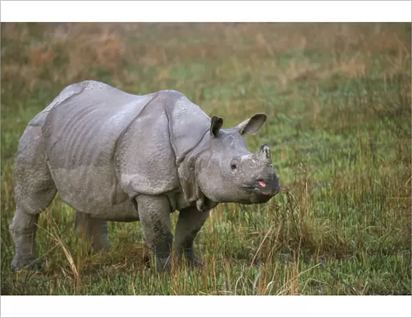 Indian one-horned rhino (Rhinoceros unicornis)