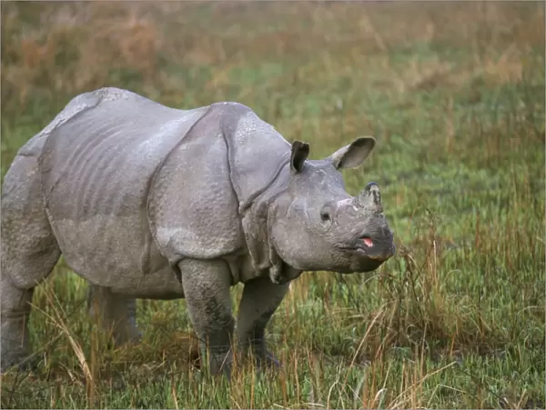 Indian one-horned rhino (Rhinoceros unicornis)